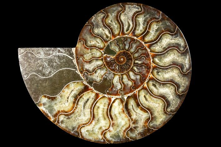 Cut Ammonite Fossil (Half) - Agatized #121489